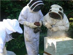 Installation d'une ruche à Etueffont 