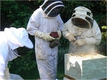 Création d'un rucher communal 