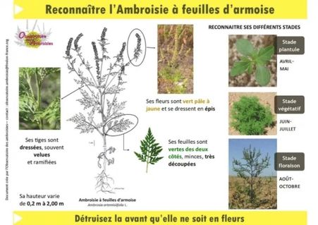 Reconnaître l'ambroisie à feuilles d'armoise