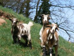 Les chèvres naines