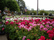 1 marché aux fleurs Lachap