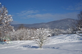 paysage hivernal